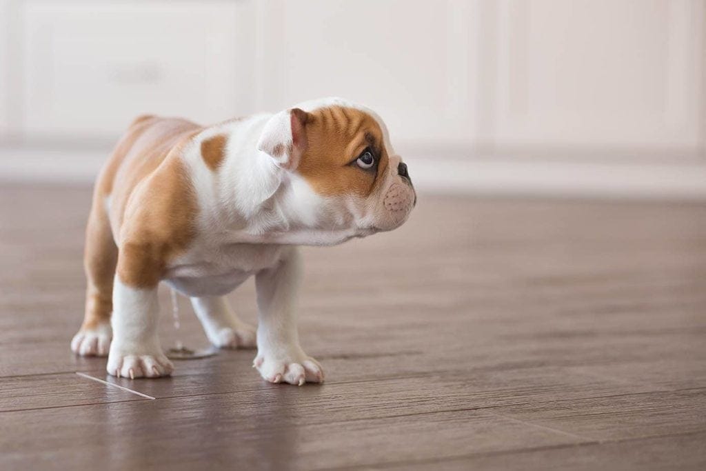 How to Get Dog Pee Smell Out Of Hardwood Floors: 6 Practical Options