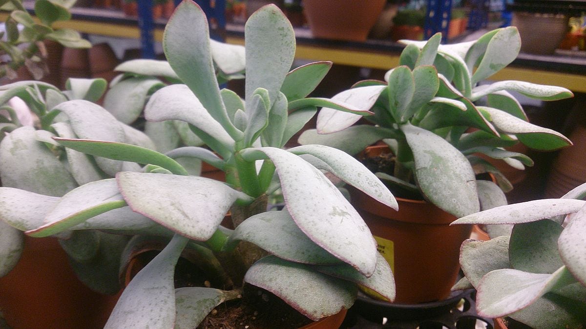 20 Coolest Plants to Grow Indoors (with Pictures)