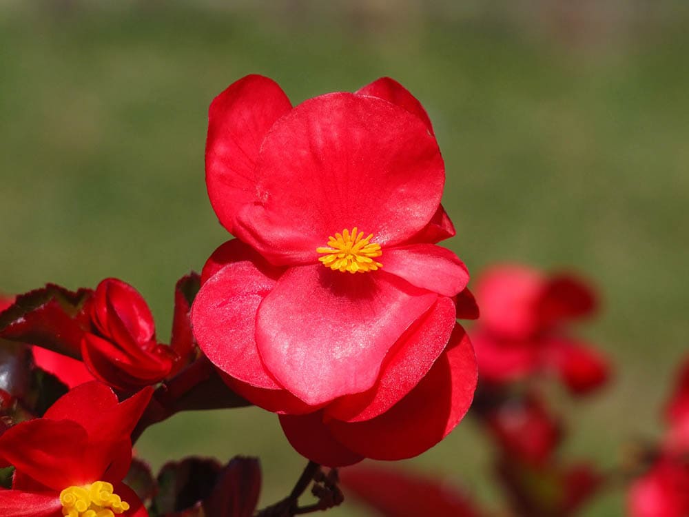 20 Coolest Plants to Grow Indoors (with Pictures)