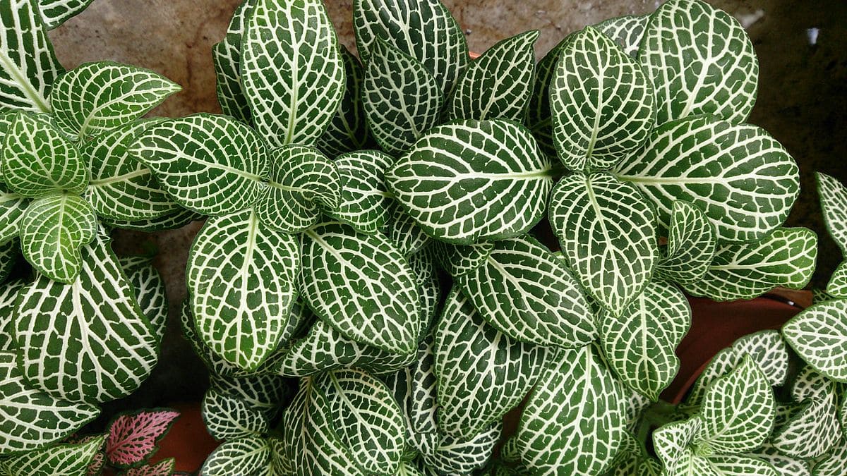 20 Coolest Plants to Grow Indoors (with Pictures)