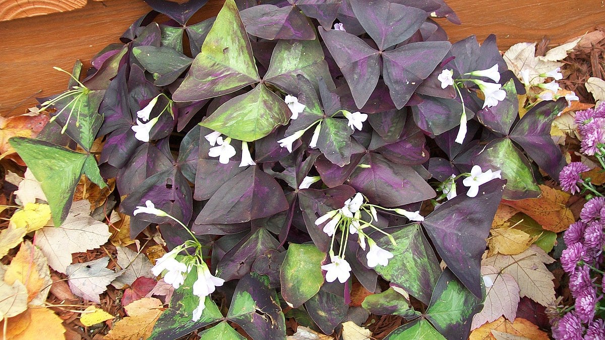 20 Coolest Plants to Grow Indoors (with Pictures)