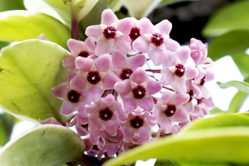 20 Coolest Plants to Grow Indoors (with Pictures)