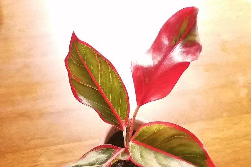 20 Coolest Plants to Grow Indoors (with Pictures)