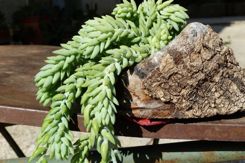 20 Coolest Plants to Grow Indoors (with Pictures)