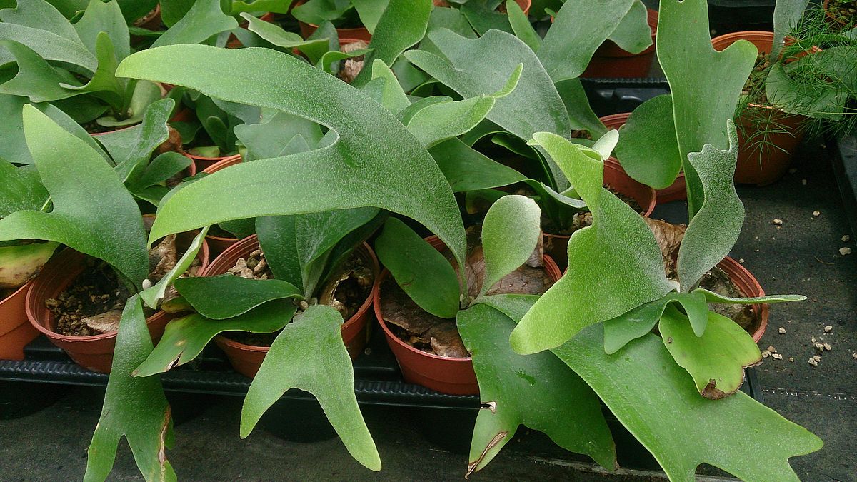20 Coolest Plants to Grow Indoors (with Pictures)