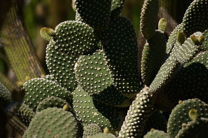 20 Coolest Plants to Grow Indoors (with Pictures)