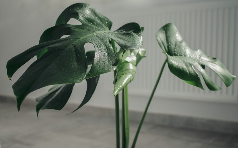 20 Coolest Plants to Grow Indoors (with Pictures)
