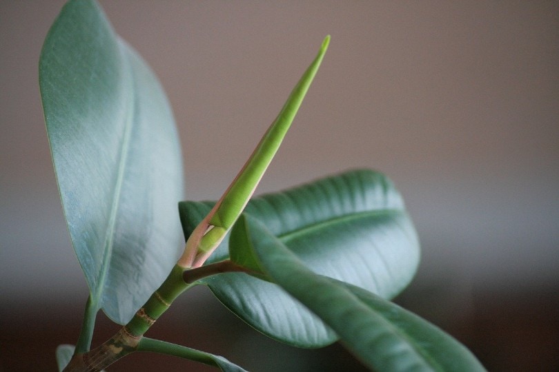 20 Coolest Plants to Grow Indoors (with Pictures)