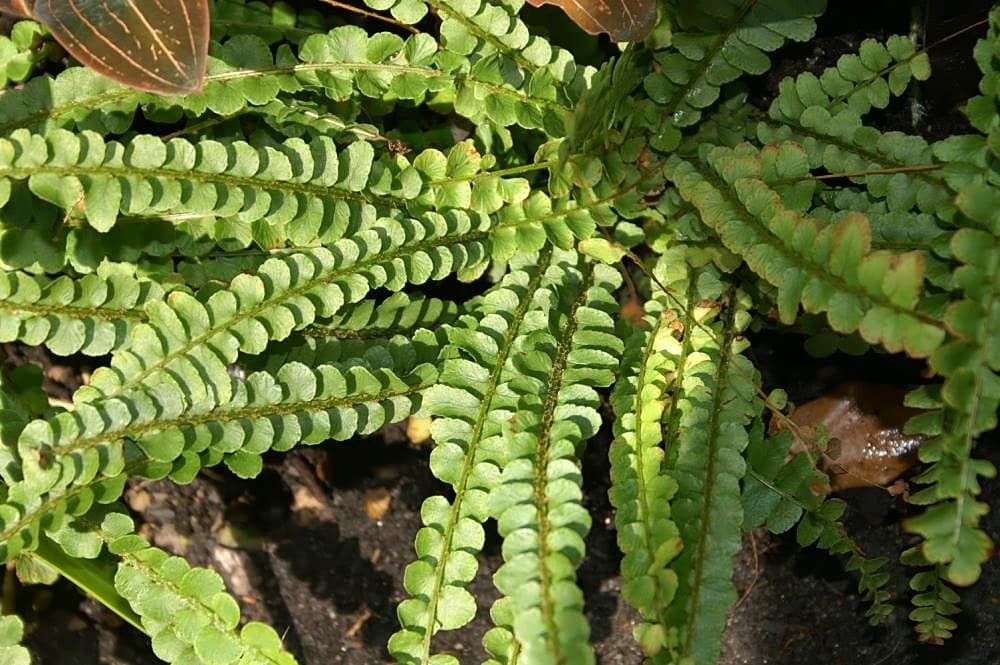 20 Coolest Plants to Grow Indoors (with Pictures)