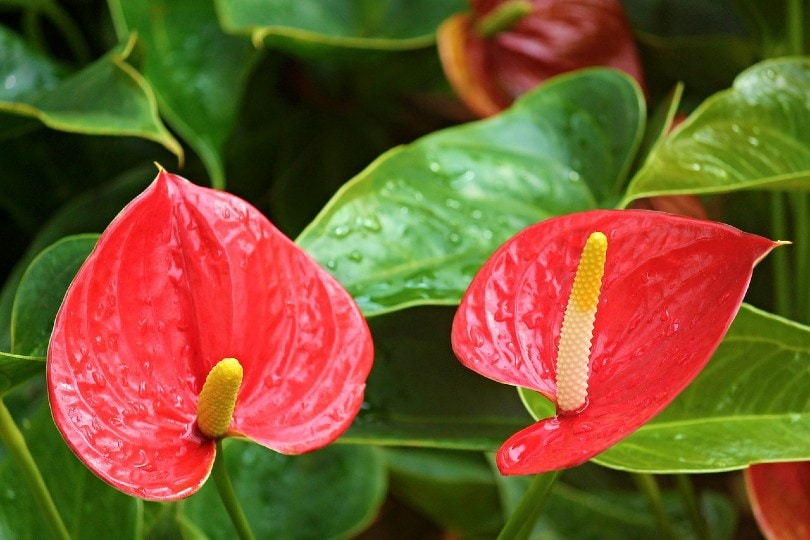 20 Coolest Plants to Grow Indoors (with Pictures)