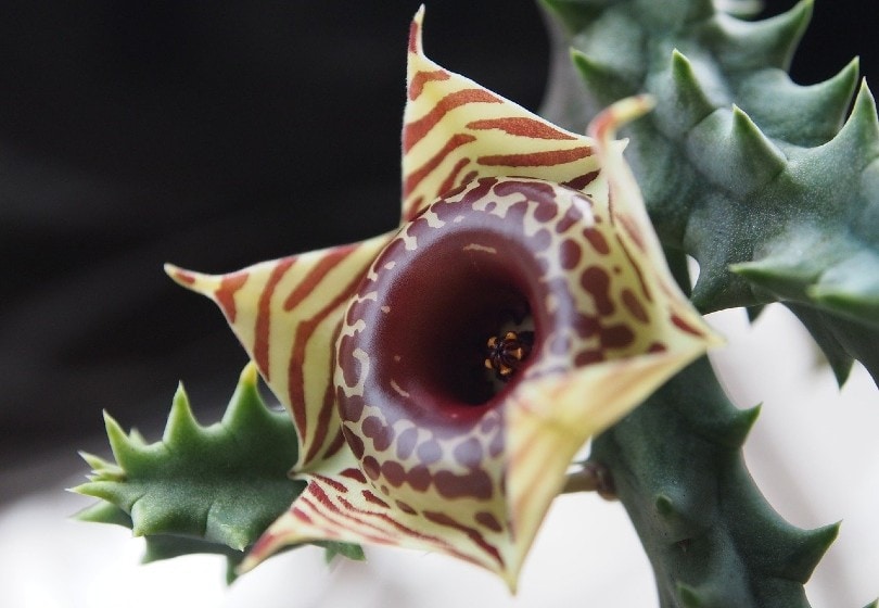 20 Coolest Plants to Grow Indoors (with Pictures)