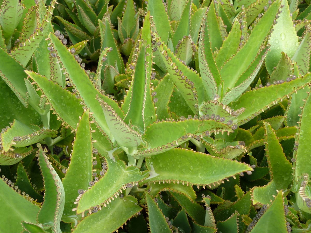 20 Coolest Plants to Grow Indoors (with Pictures)