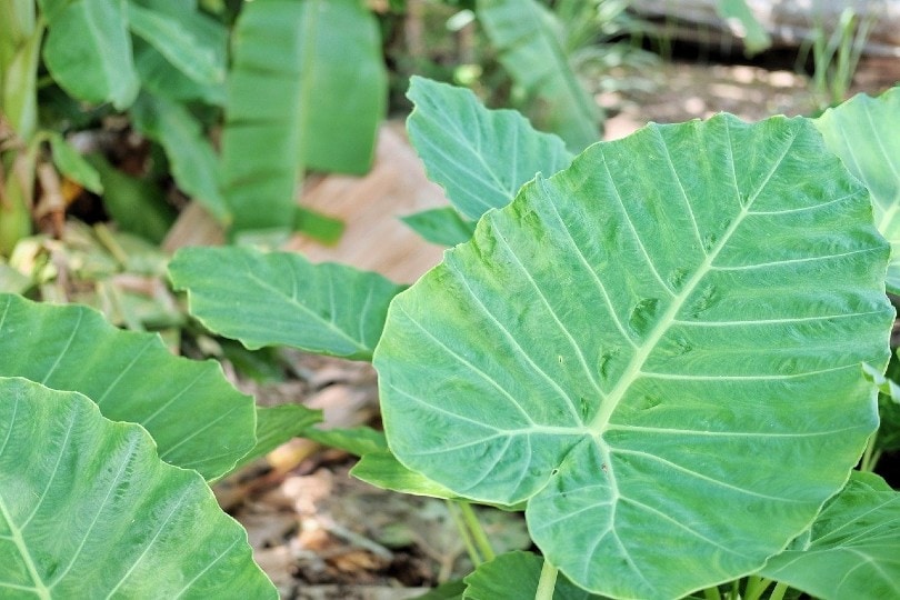 20 Coolest Plants to Grow Indoors (with Pictures)