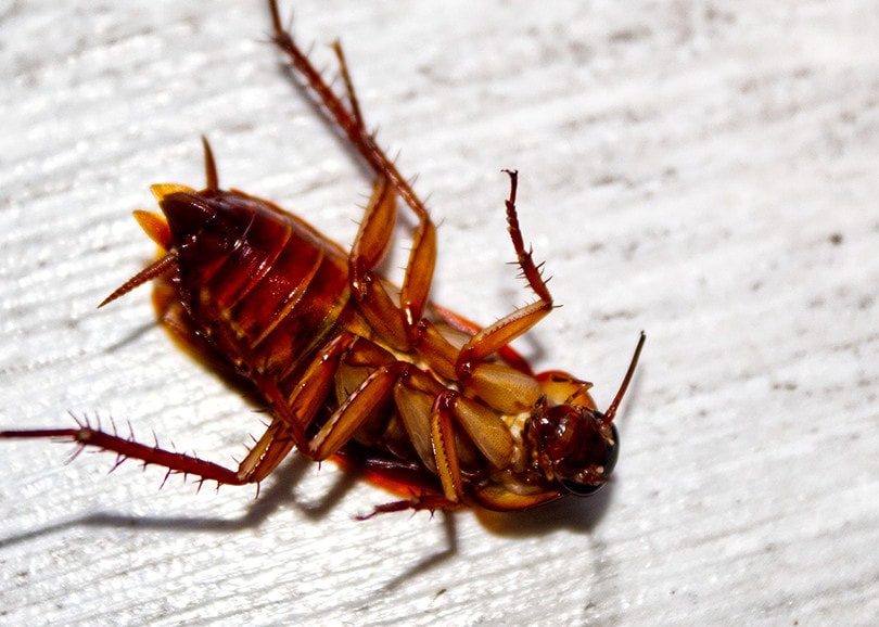 How to Clean a Roach Infested House (4 Natural Ideas)
