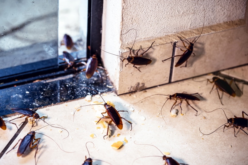 Why Do I Only Find Dead Cockroaches In My House?
