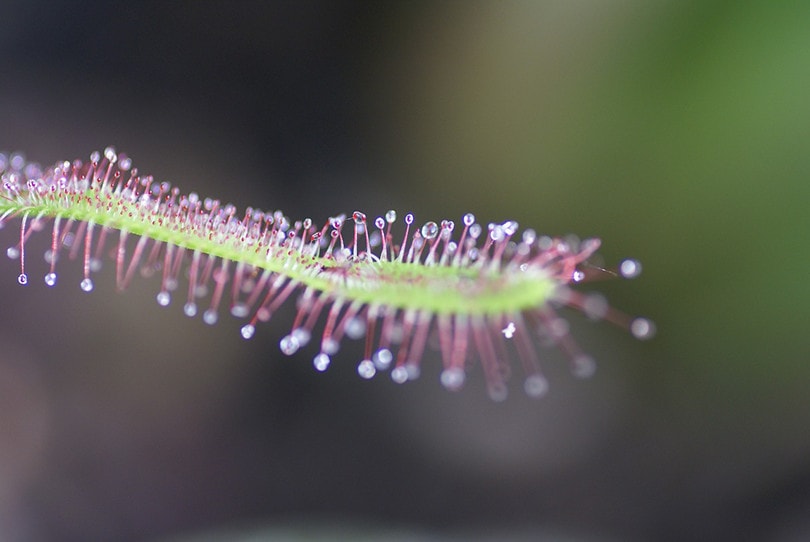 5 Easiest Carnivorous Plants to Grow (With Pictures)