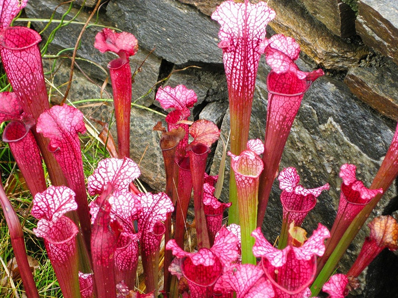 5 Easiest Carnivorous Plants to Grow (With Pictures)