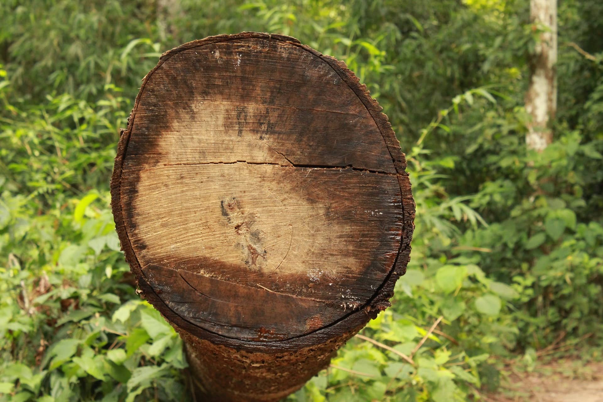 What Is Green Lumber? Kiln-Dried vs. Green Lumber Compared