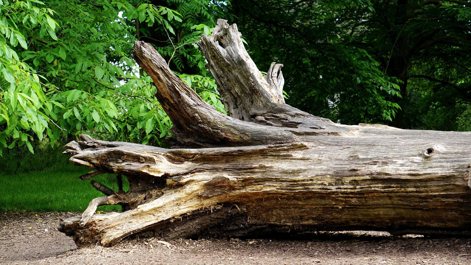 What Is Green Lumber? Kiln-Dried vs. Green Lumber Compared