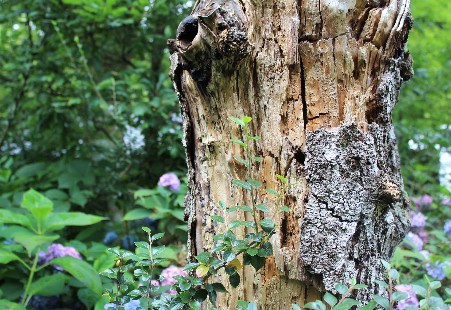 What Is Green Lumber? Kiln-Dried vs. Green Lumber Compared
