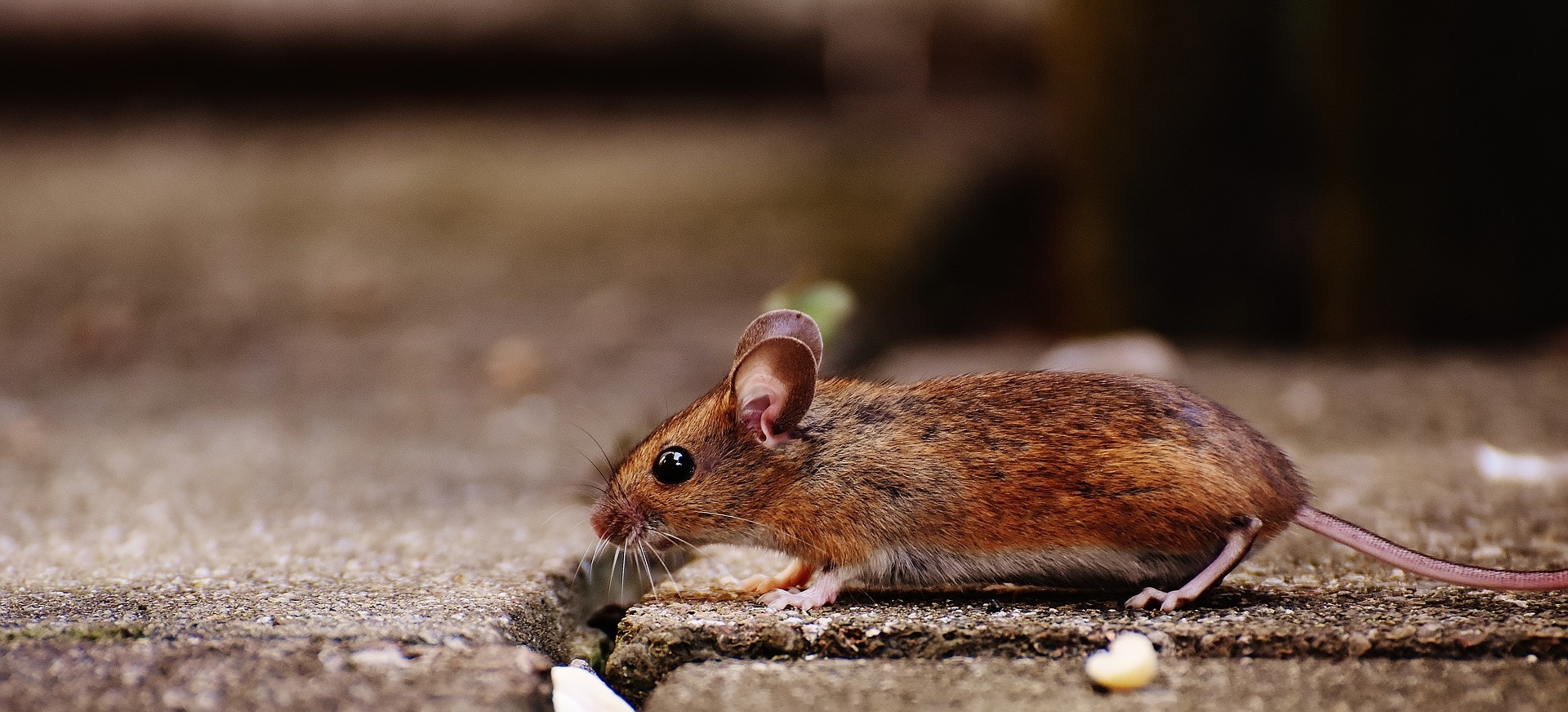 Step-By-Step Guide for How To Find Where Mice Are Coming Into a House