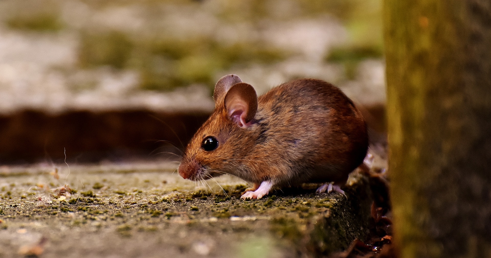 Step-By-Step Guide for How To Find Where Mice Are Coming Into a House