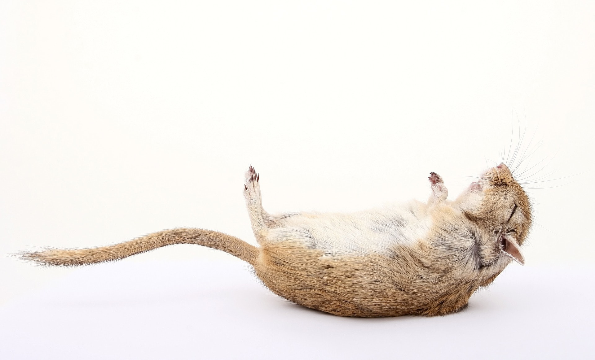 Step-By-Step Guide for How To Find Where Mice Are Coming Into a House