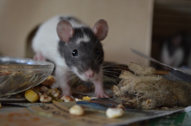 If You See One Mouse, How Many Do You Have?