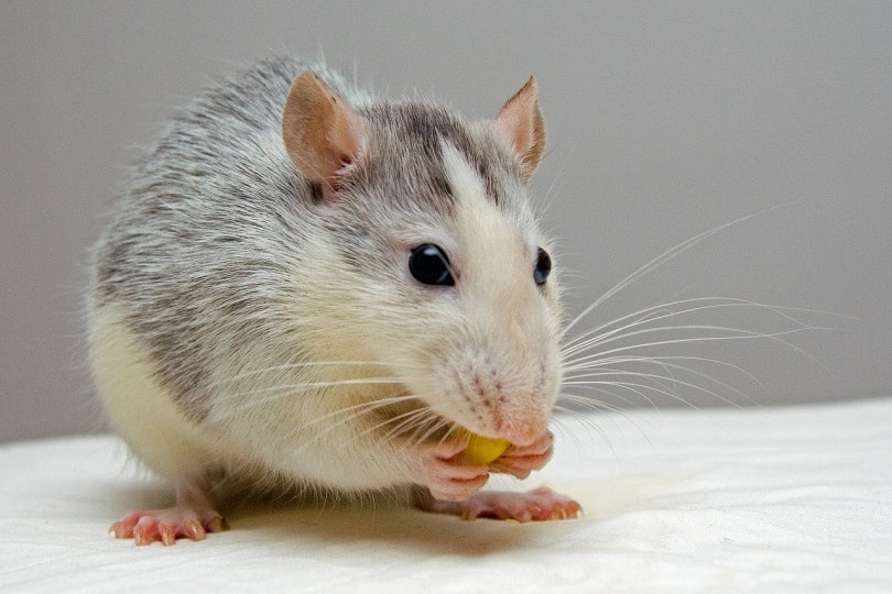 How to Get Rid of Mouse Smells (in 4 Easy Steps)