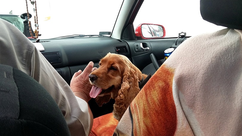 How to Clean Dog Vomit from a Car in 7 Easy Steps