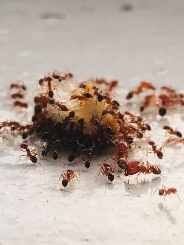 Why Are There Ants in My Home? (And How to Get Rid of Them)