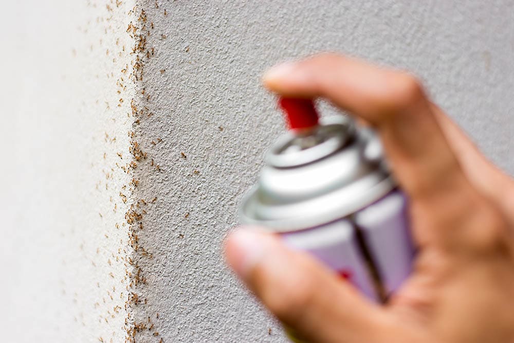 Why Are There Ants in My Home? (And How to Get Rid of Them)
