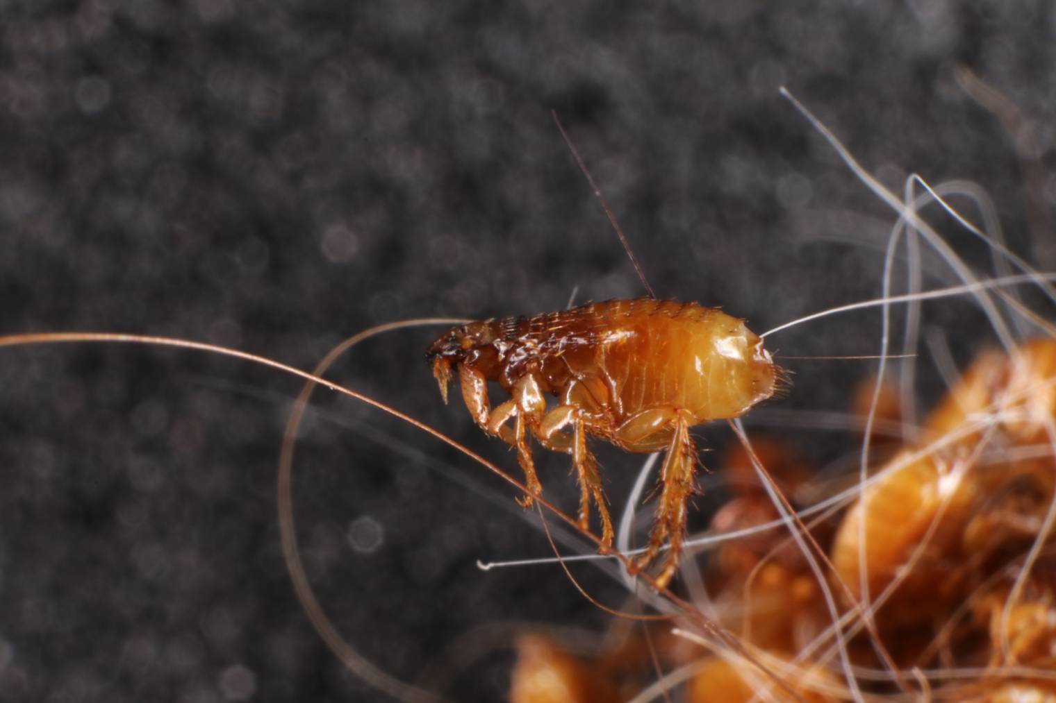 5 Steps to Get Rid of Fleas in Your Car (with Pictures)
