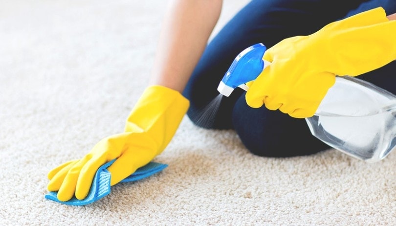 How to Remove Dog Poop Stains and Smells Out of Carpet: 3 Practical Options