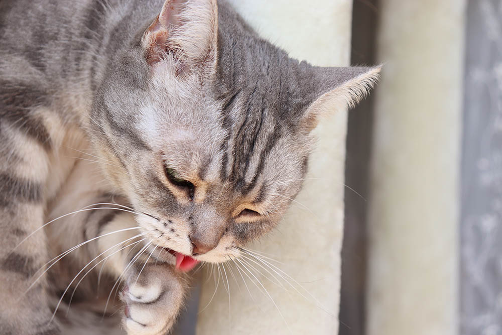 How To Get Cat Vomit Smell Out Of A Couch In 10 Steps (with Pictures)