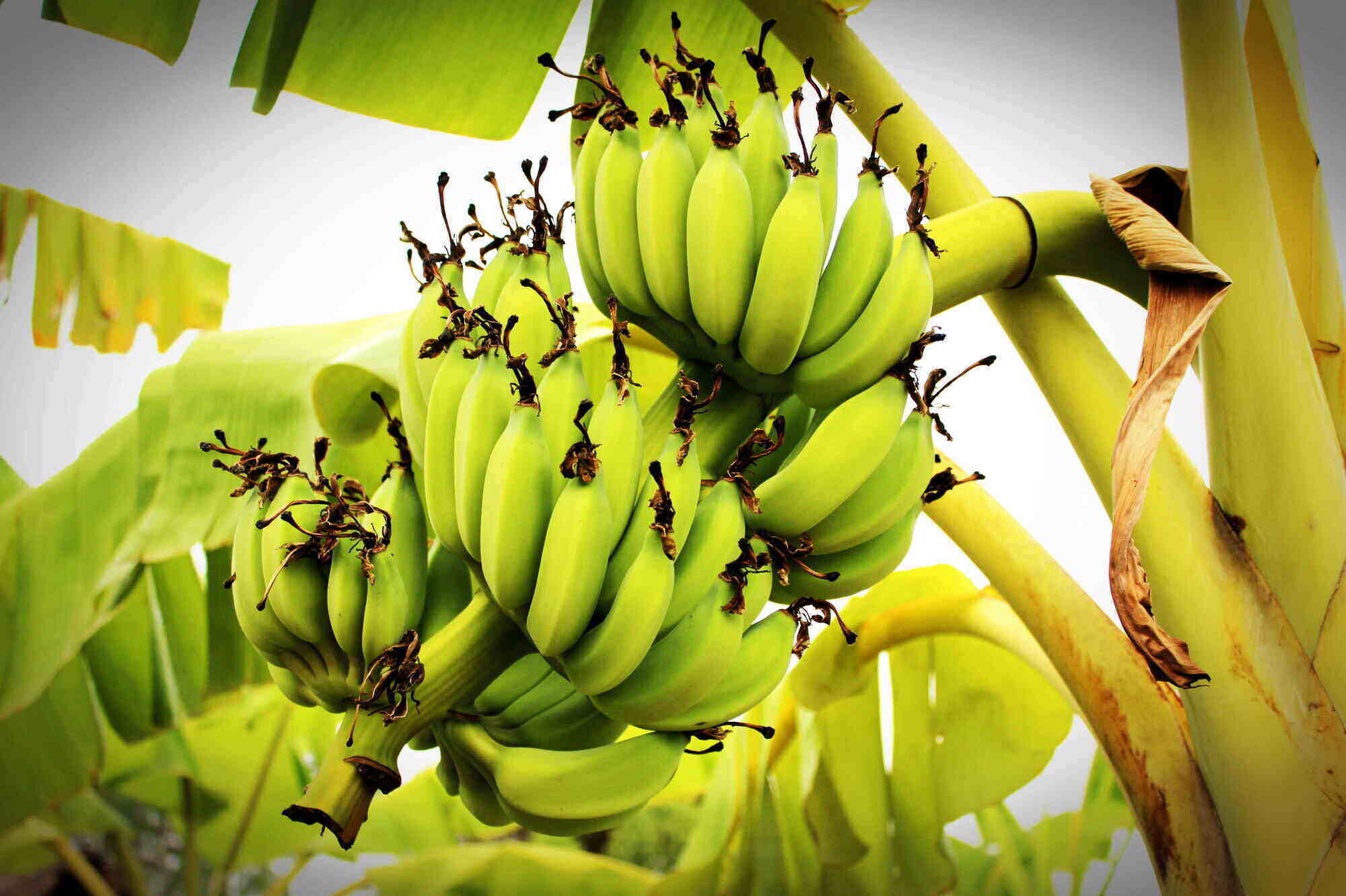 6 Best Fruit Trees To Grow In Florida (With Pictures)