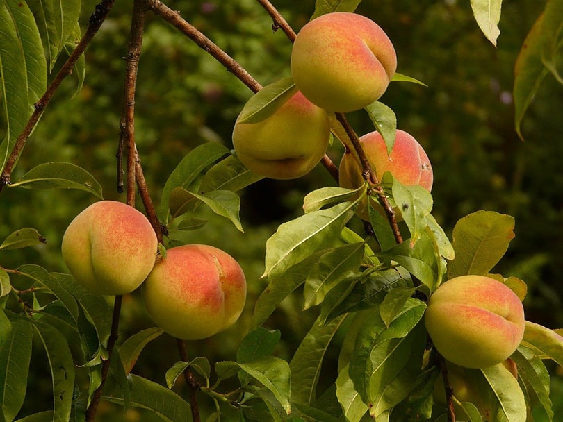 6 Best Fruit Trees To Grow In Florida (With Pictures)