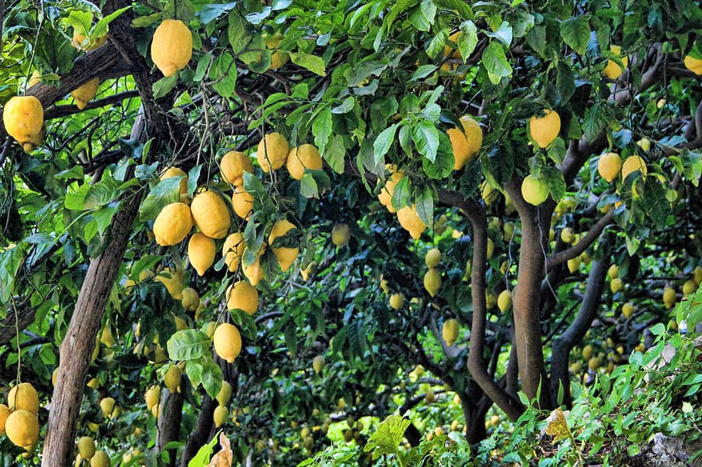 6 Best Fruit Trees To Grow In Florida (With Pictures)