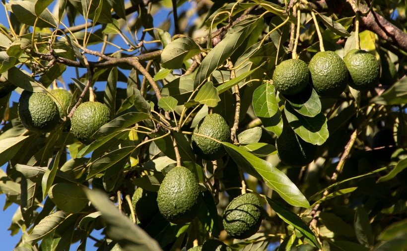 6 Best Fruit Trees To Grow In Florida (With Pictures)