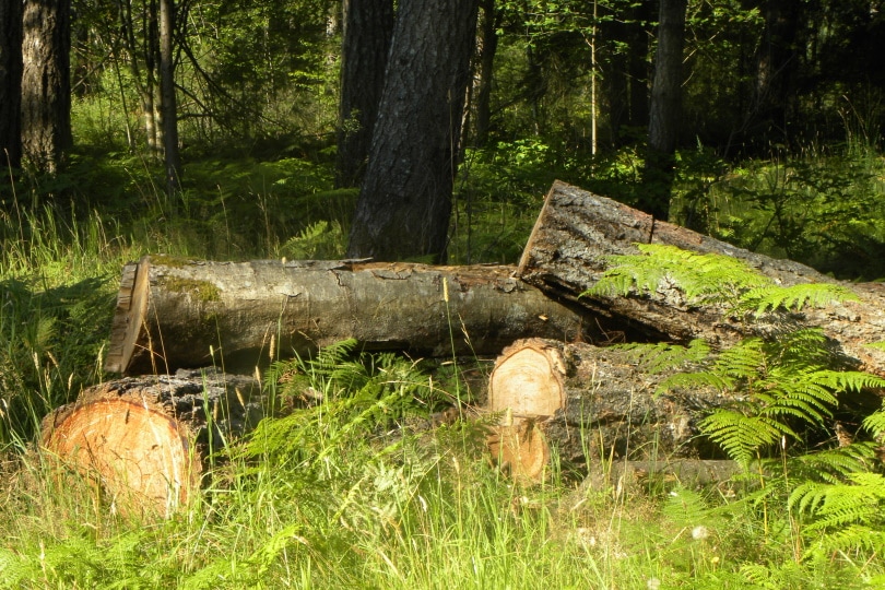 What Is The Best Wood for a Sauna? What You Need to Know!