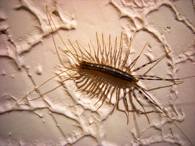 Are House Centipedes Dangerous? Should You Kill Them?