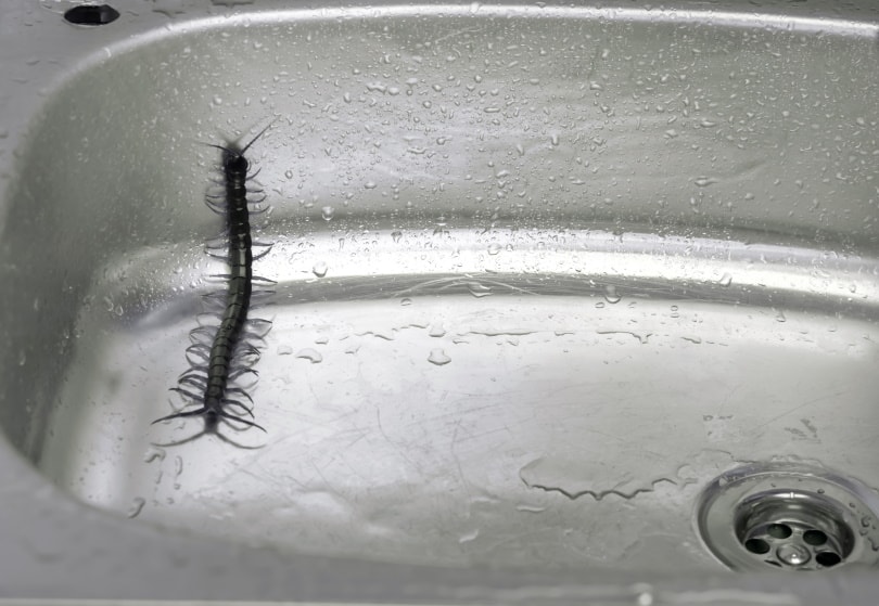 Are House Centipedes Dangerous? Should You Kill Them?