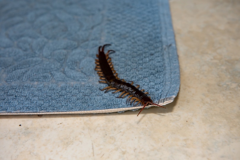 Are House Centipedes Dangerous? Should You Kill Them?