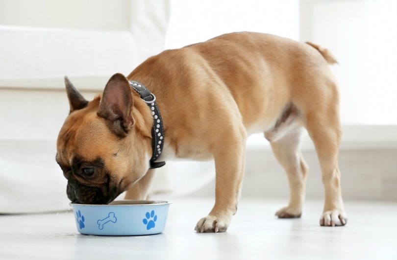How to Clean Dog Vomit From a Couch In 4 Steps