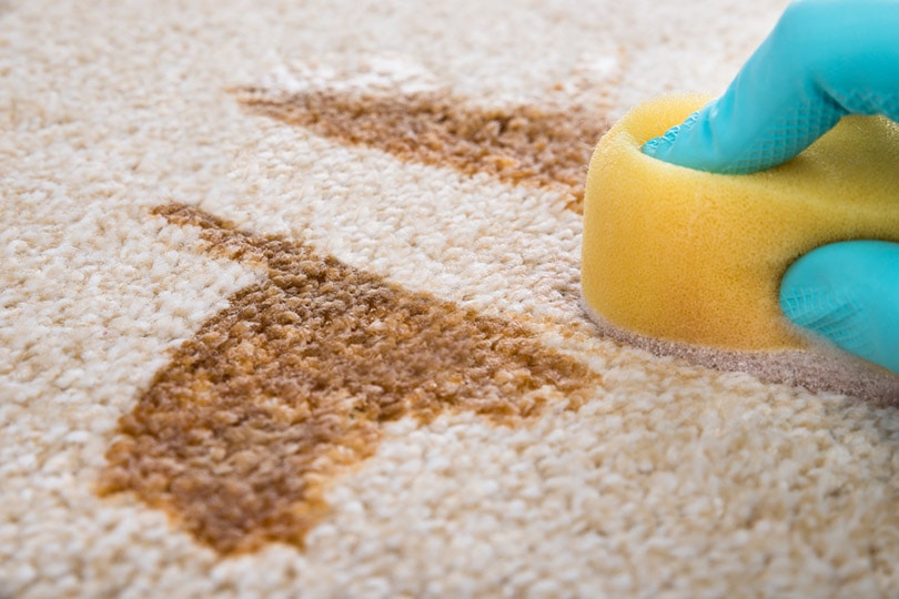 How To Get Dog Vomit Out of Carpet In 4 Steps (With Pictures)