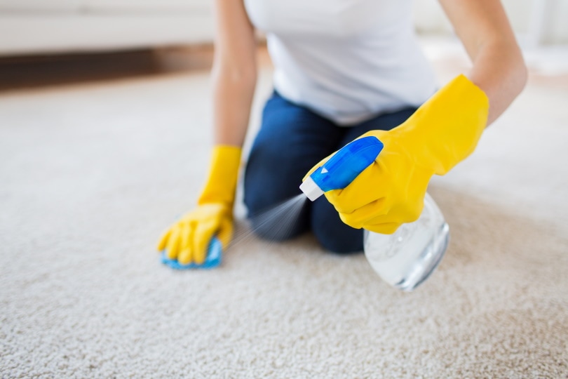 How To Get Dog Vomit Out of Carpet In 4 Steps (With Pictures)
