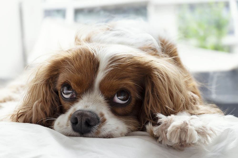 How To Clean Dog Hair From a Car In 6 Easy Steps (With Pictures)