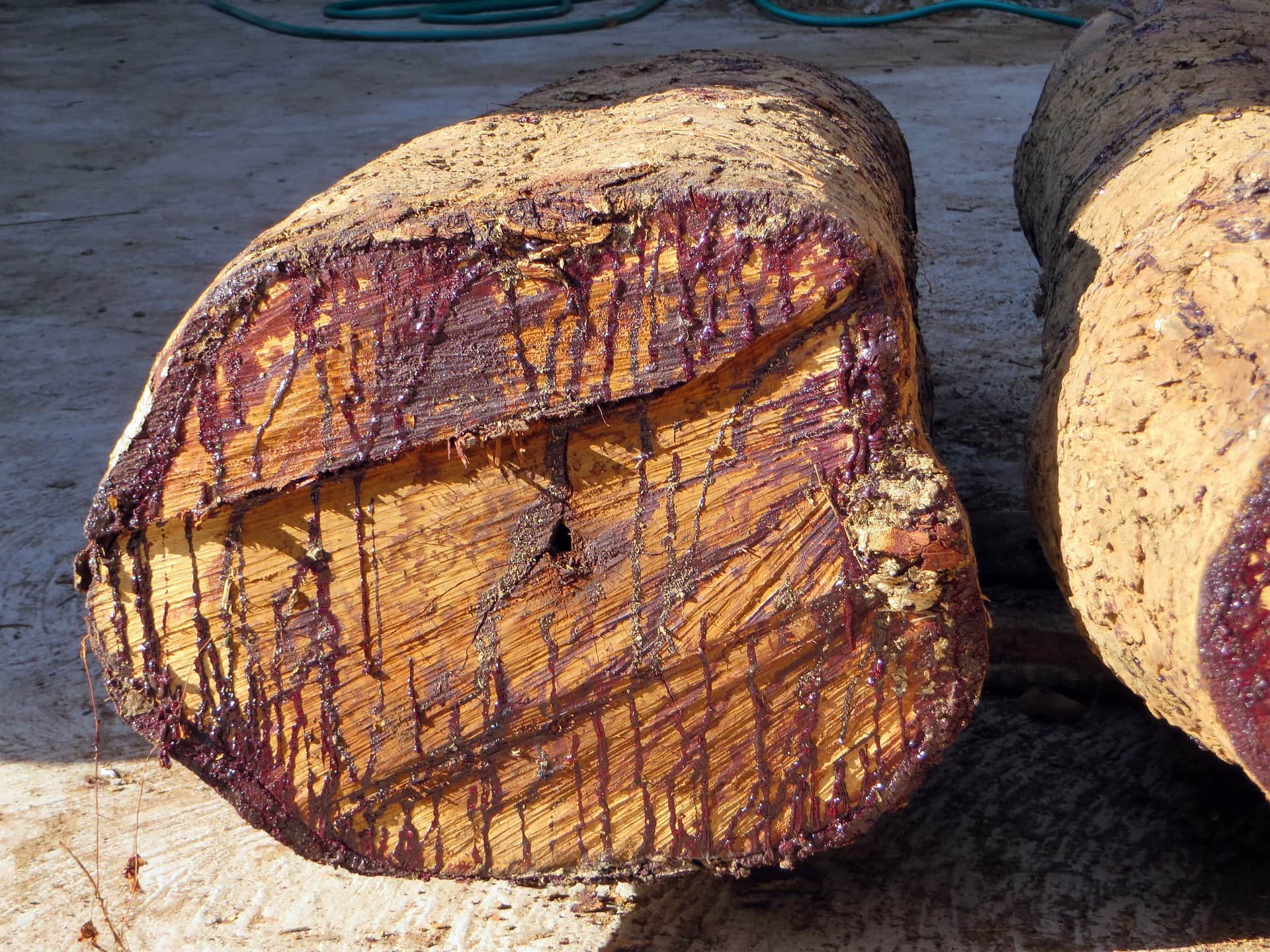 What Is The Best Wood For Turning? What You need To Know!