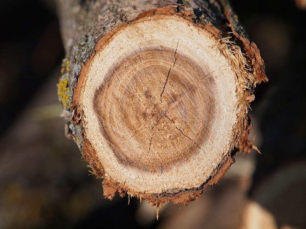 What Is The Best Wood For Turning? What You need To Know!