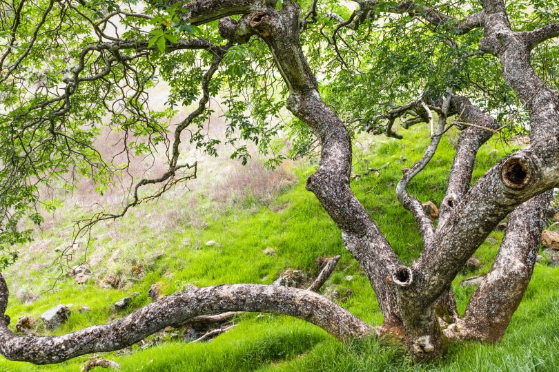 What Is The Best Wood For Turning? What You need To Know!